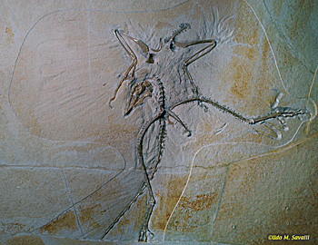 Archaeopteryx