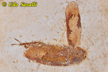 Cockroach fossil