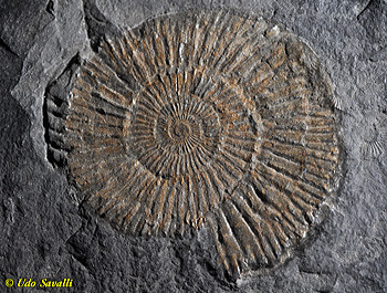 Dactylioceras fossil