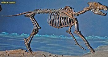 Dire Wolf skeleton