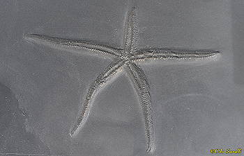 sea star