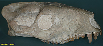 Oreodont Skull