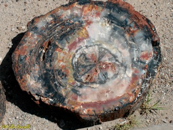 petrified wood