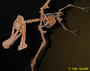 Santanadactylus