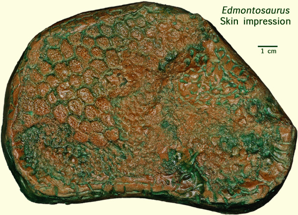 Edmontosaurus skin