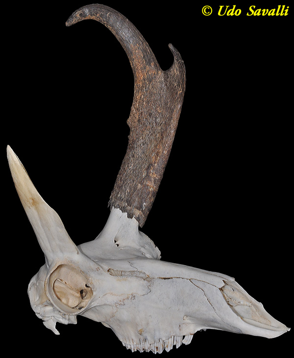 pronghorn skull