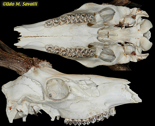 deer skull