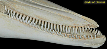 dolphin teeth