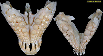 fish jaw