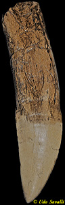 Giganotosaurus tooth