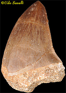 mosasaur tooth