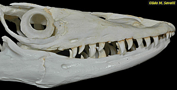 monitor skull