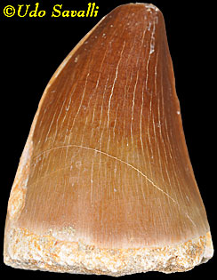 Prognathodon tooth