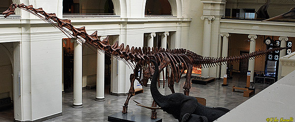 Patagotitan fossil