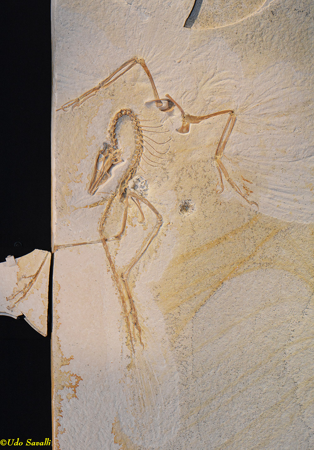 Archaeopteryx 3