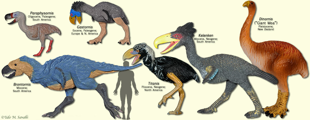 cenozoic birds