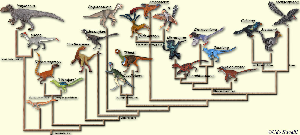 Feathered dinosaur phylogeny