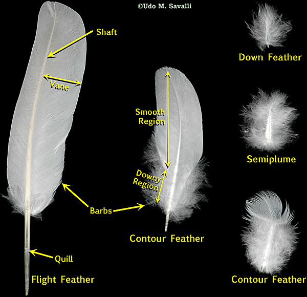 Feathers Labeled