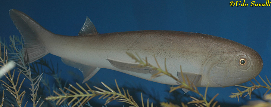 Acanthodes Model