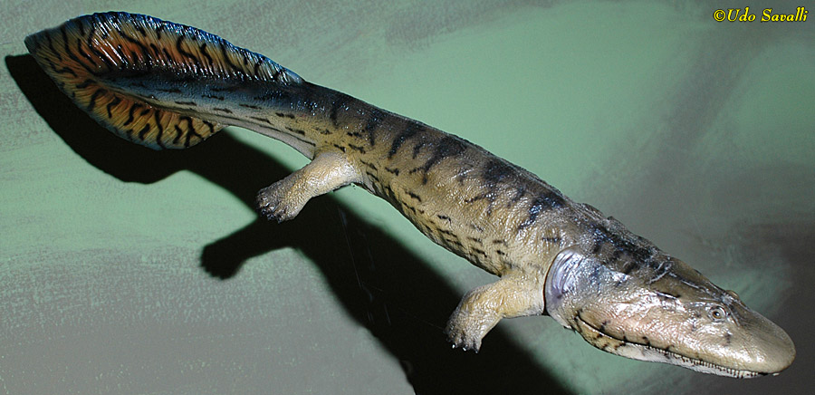 Acanthostega Model