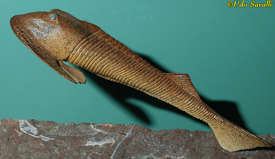 Cephalaspis Model