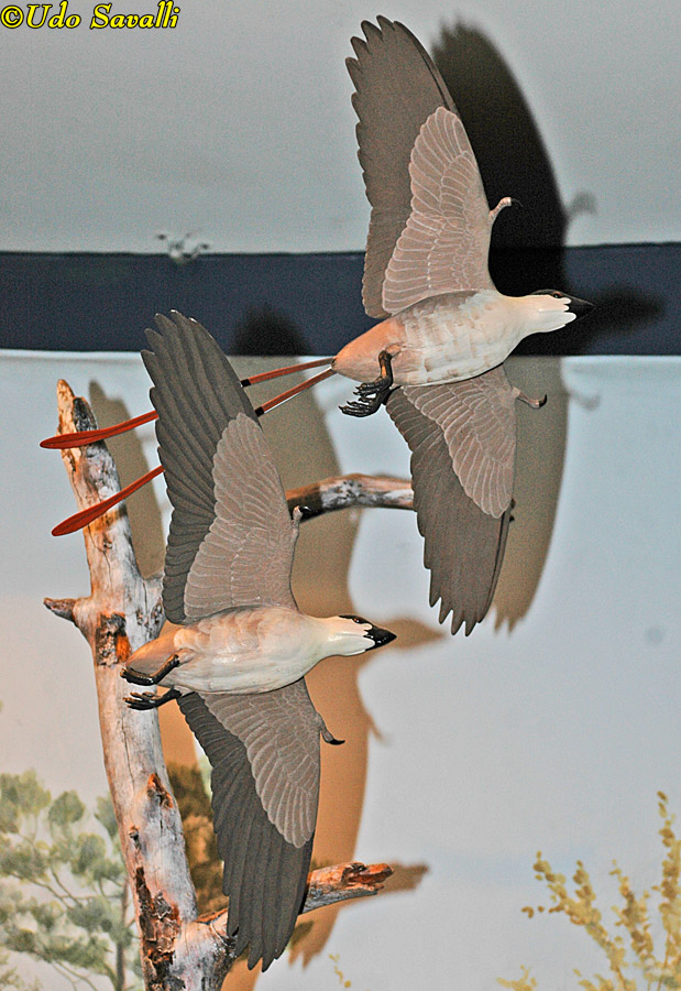 Confuciusornis Model