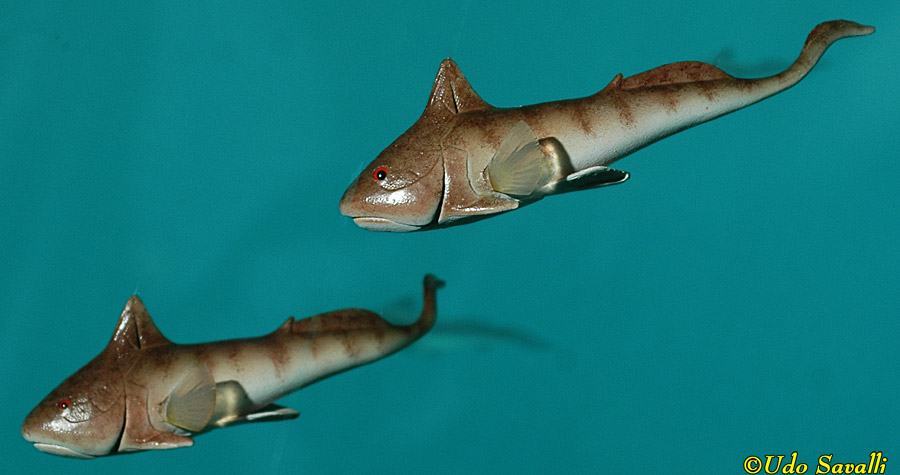 Ctenurella Model