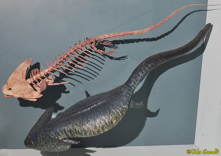 Diplocaulus skeleton & model