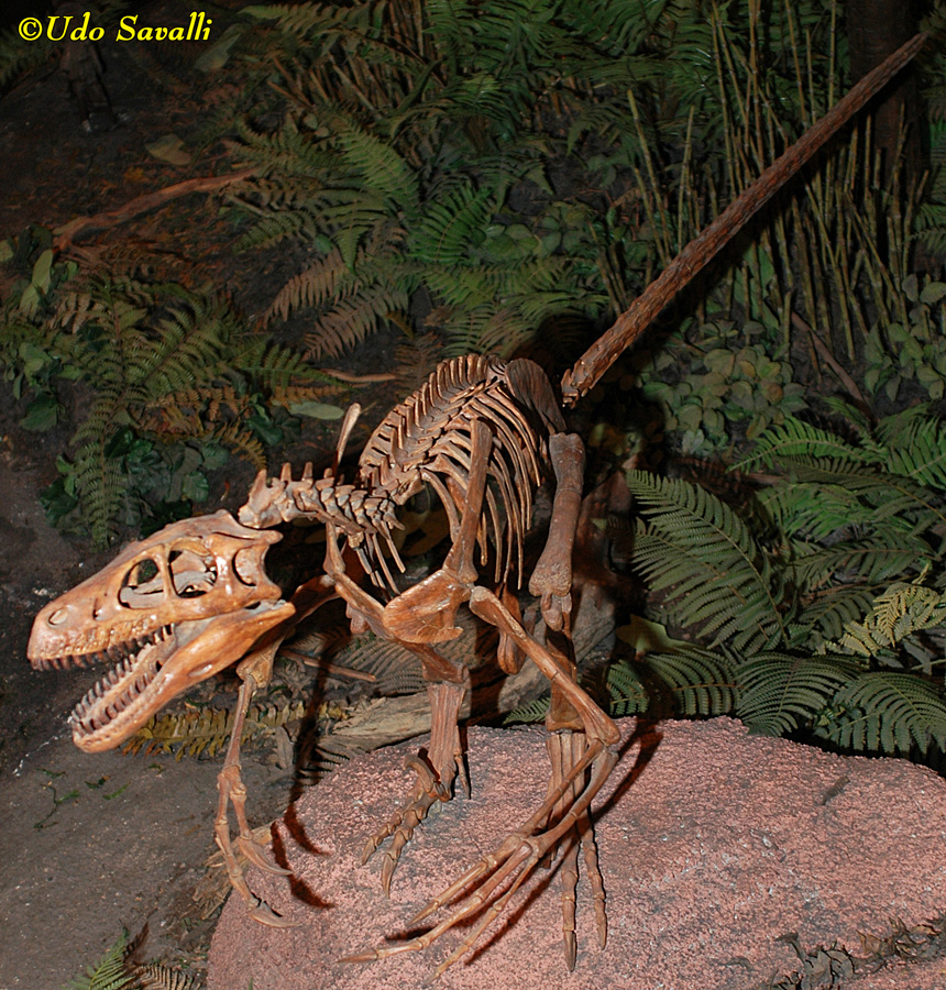 Dromaeosaurus