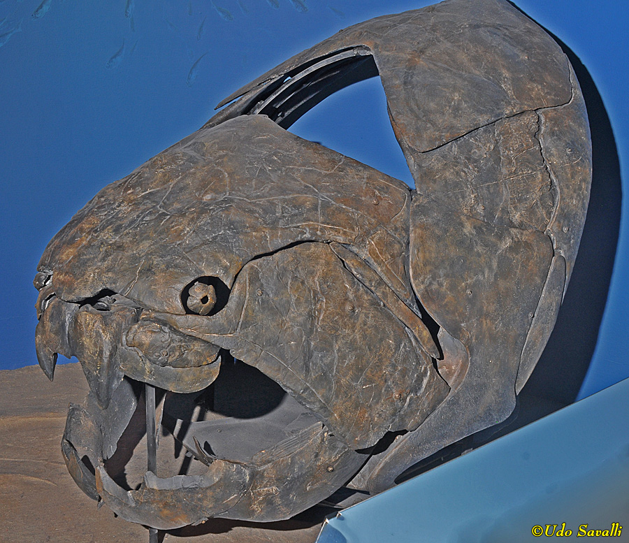 Dunkleosteus