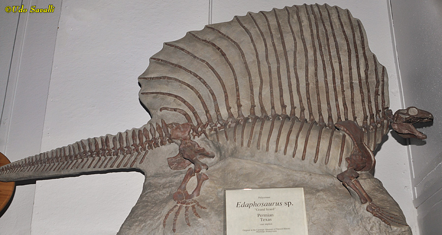 Edaphosaurus