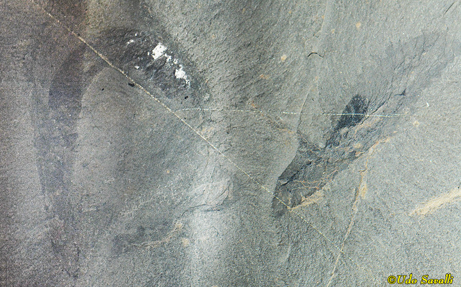 Eldonia fossil