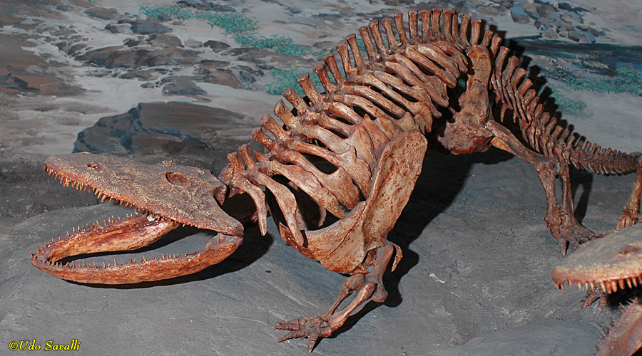 Eryops