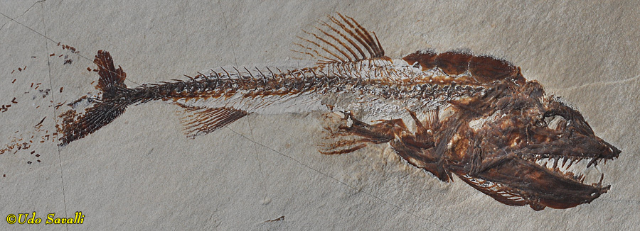 Eurypholis