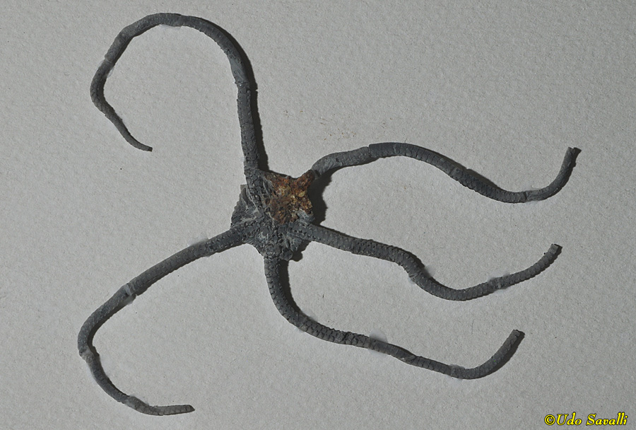 Brittlestar