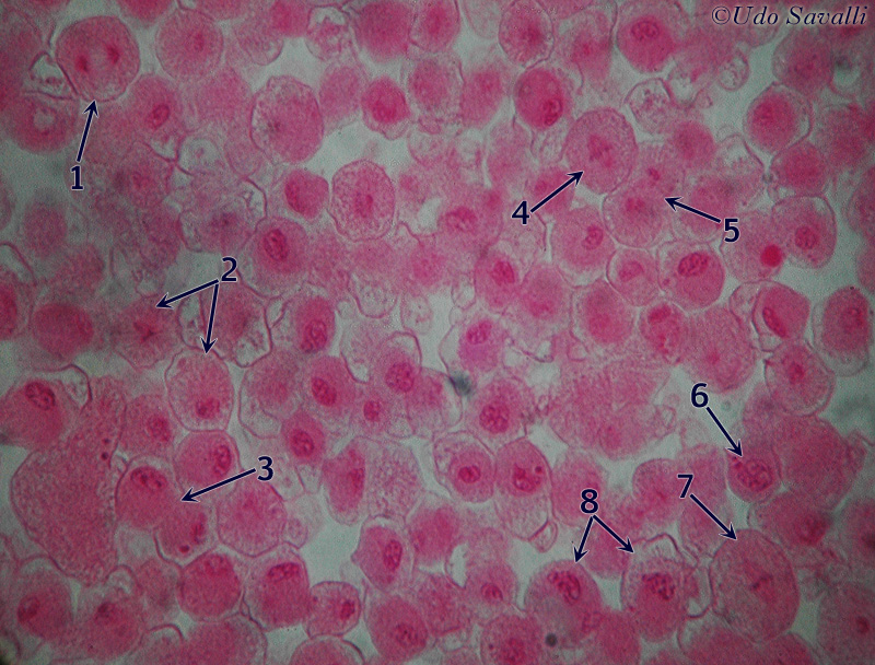 Mitosis 2 unlabeled