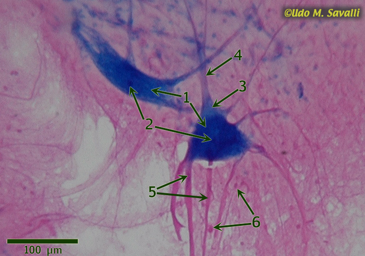 neuron smear