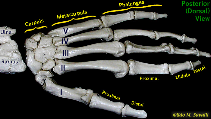 Hand bones, dorsal view unlabeled