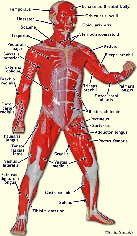 muscle man front model labeled