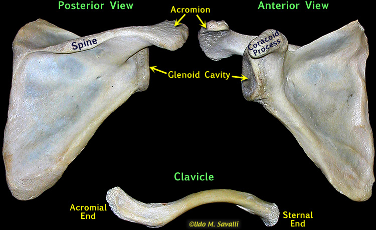 Pectoral girdle unlabeled