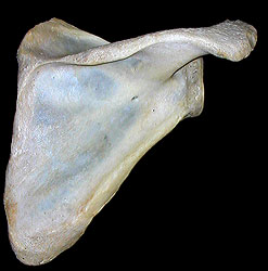 scapula