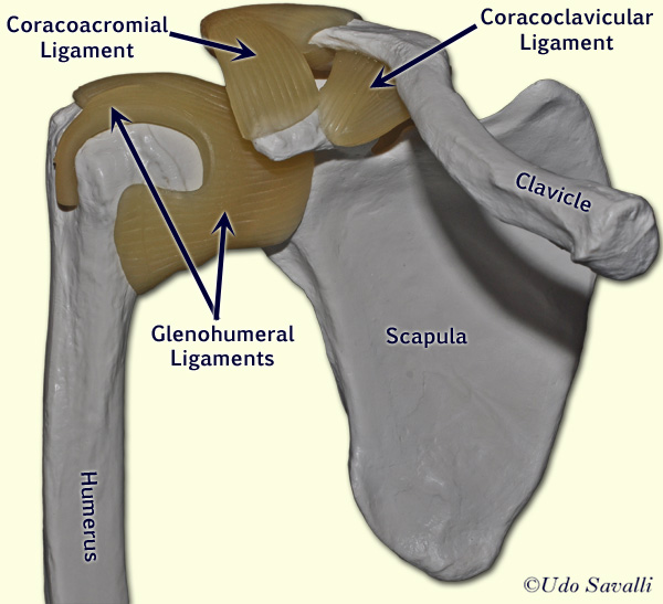 shoulder joint labeled