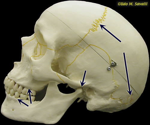 skull unlabeled