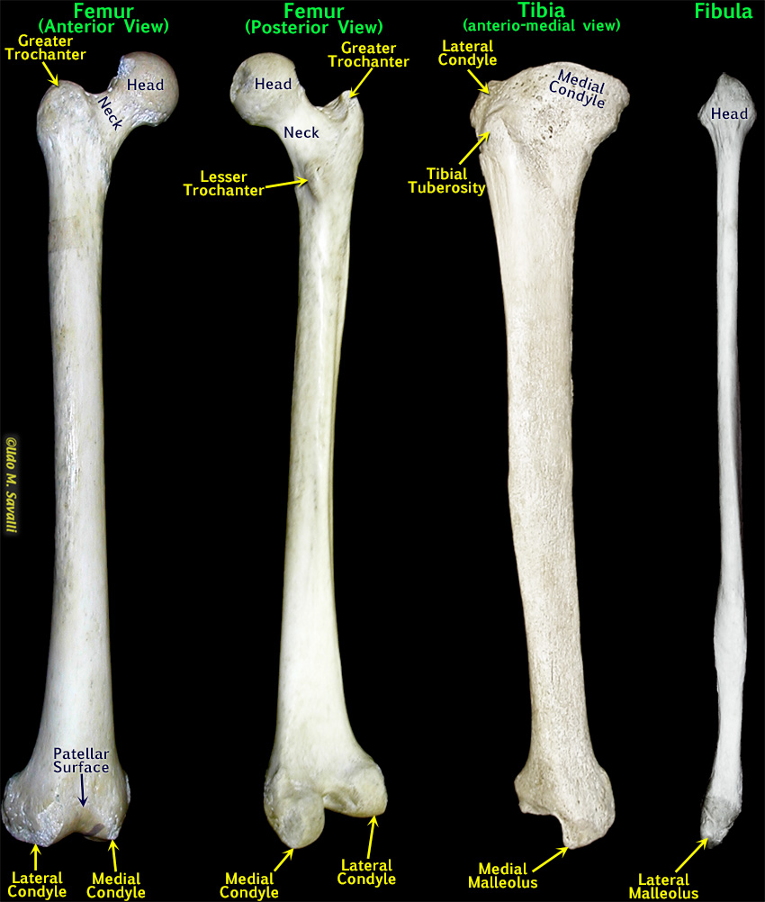 Bio201 Leg Bones