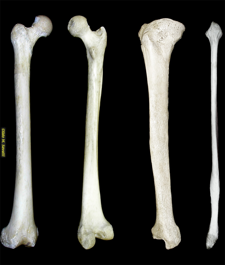 Leg bones unlabeled