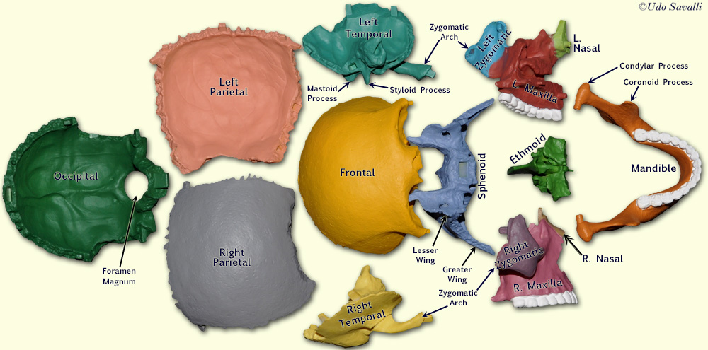 labeled bones of the exploded skull