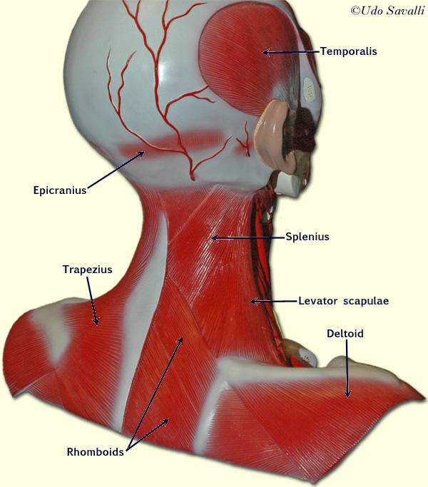 neck diagram muscles