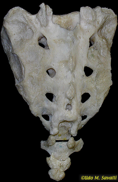 sacrum unlabeled