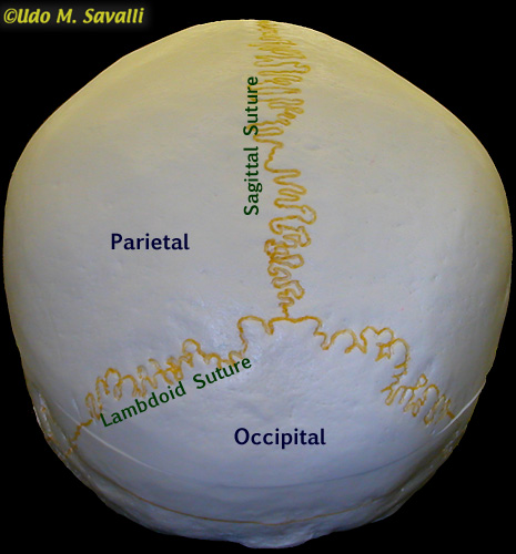 Back of skull labeled