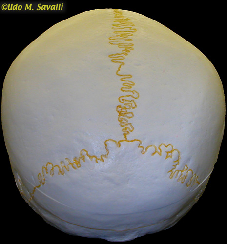 Back of skull unlabeled